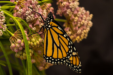 a monarch butterfly on their favorite flower, a milkweed.