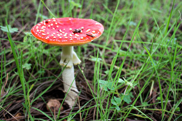 amanita muscaria fly agaric