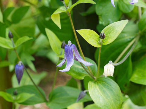 Clematis integrifolia | Clématite à feuilles entières ou clématite arabella aux petites fleurs bleues à étamines blanc crème en forme de cloche