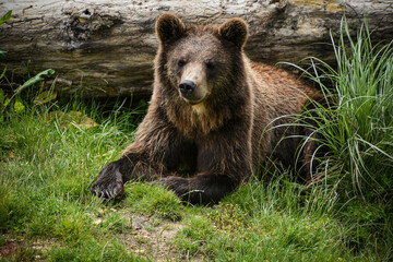 brown bear