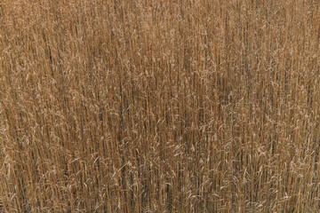 Dry grass bent pattern, background with place for text, empty picture, template design