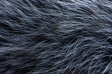 gray fur close-up, used as a background or texture. Soft focus