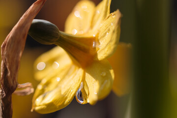 Wassertropfen auf einer gelben Blüte © Marcel
