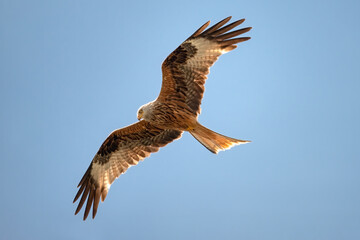 Red kite, Milvus milvus, in flight in clear blue sky, a bird of prey in the family Accipitridae,...