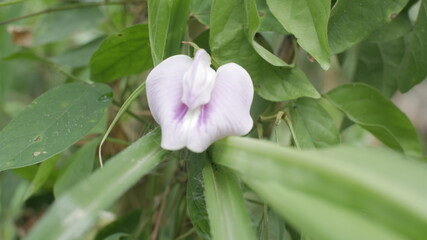 Photo of Pineland Butterfly Pea good of background etc 