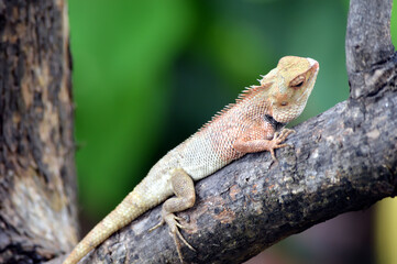CHAMELEON ON BRANCH