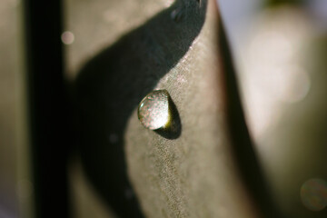 Wassertropfen auf einem Blatt