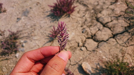 Suaeda maritima herd food coast plant