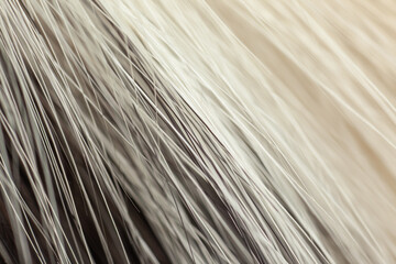 Fototapeta premium Milky white with black fur close-up, used as a background or texture. Soft focus