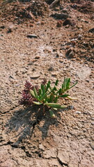 Suaeda maritima herd food coast plant