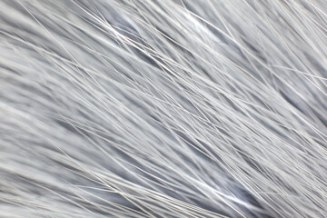 Grey white fur close-up, used as a background or texture. Soft focus