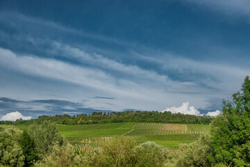 Fototapeta na wymiar Vineyards on the sloping hills in Sommerhausen at river Main, Germany