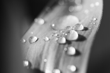 Wassertropfen auf einem Blatt in schwarzweiß