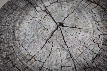 cross section of the tree. wooden background with cracks. Old tree stump. stump of tree felled - section of the trunk with annual rings.