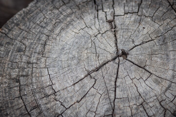 Fototapeta premium cross section of the tree. wooden background with cracks. Old tree stump. stump of tree felled - section of the trunk with annual rings.