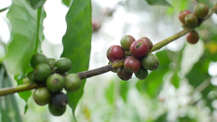 Photo of coffee plant good for background etc