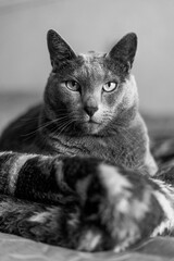 Portrait of an elegant slender Russian Blue Cat. Black and white photo,
