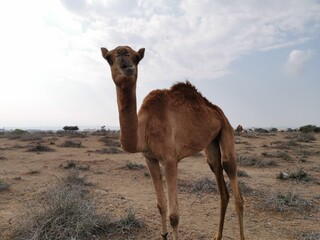 camel in the desert