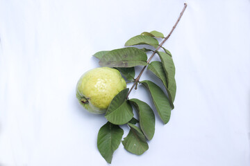 fresh green guava isolated white background. Green leaves and guava fruit just ripe from the tree. Healthy food photo concept