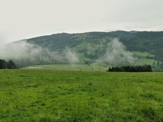 Poland Beskid Sadecki. A flock of sheep grazing in a clearing.