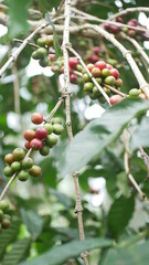 Photo of coffee plant good for background etc