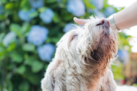 Happy dog caressed by pet owner with flowered backgroung light white green blue grand griffon vend&eacute;en breeds hunting friend hortensia hydrangea