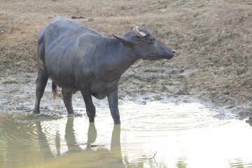 Black Murrah buffalo in mud and water pond background Image