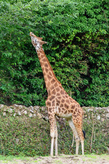 A Giraffe at the zoo