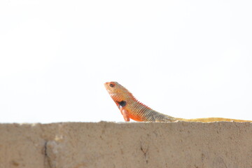 Indian chameleon sitting on a rock wall in summer in India