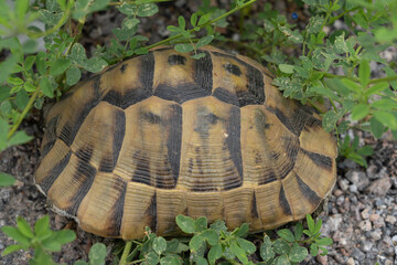 African spurred tortoise, Centrochelys sulcata, on asphalt ground.