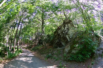 Felsen im Wald