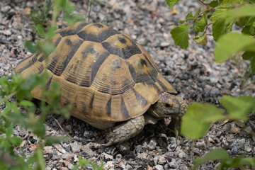 African spurred tortoise, Centrochelys sulcata, on asphalt ground.