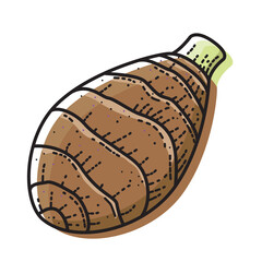 Taro isolated on white background. Vector illustration of vegetable