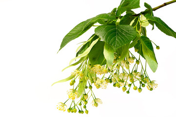Fresh flowers and leaves of linden or lime-tree isolated on white background.