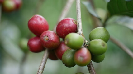 Photo of coffee plant good for background etc