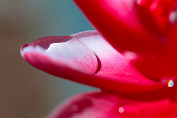 Wassertropfen auf einer Blüte