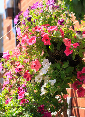  hanging basket full of cascading brightly coloured petunias.  There are various colours of purple, red, white, pink.  A stunning display of flowers on a summer day