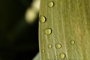 Wassertropfen auf einem Blatt