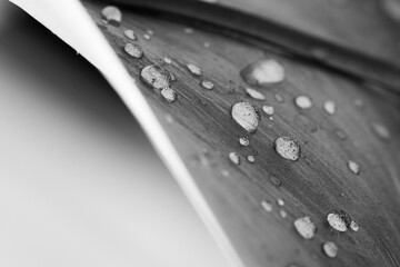 Wassertropfen auf einem Blatt