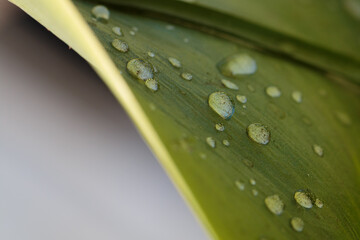 Wassertropfen auf einem Blatt