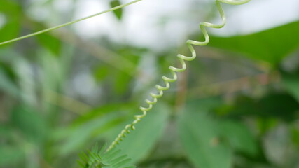 Photo of  chayote plant good for background etc