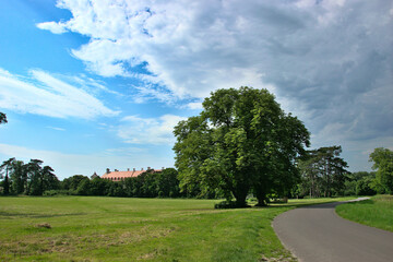 Alter Baum auf Wiese