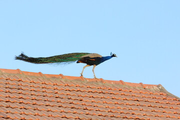 Young Big Peacock, Indian national bird on rooftop in Village in India 