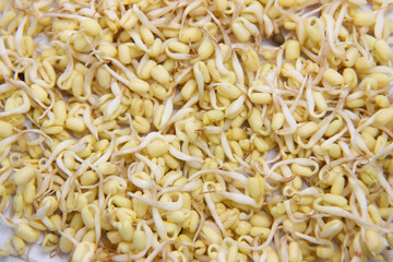 pattern of sprouts ready to eat. sprouts for food flavoring