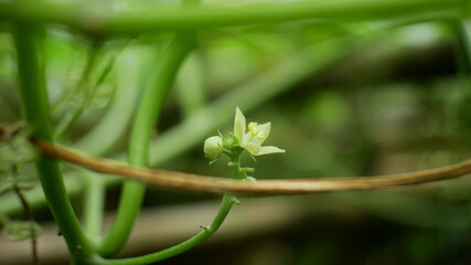Photo of  chayote plant good for background etc