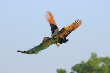 Fototapeta premium A big Young peacock flying in small village in India 