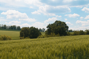 Zwei Bäume auf einem Feld