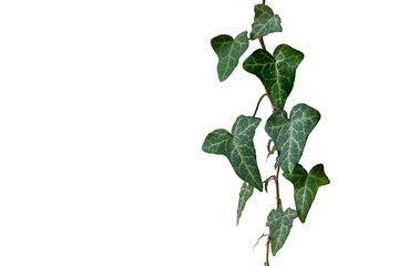 Green ivy leaves isolated on white background
