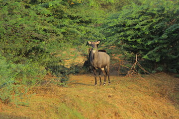 Young Nilgai ( Blue bull) standing in forest in India 
