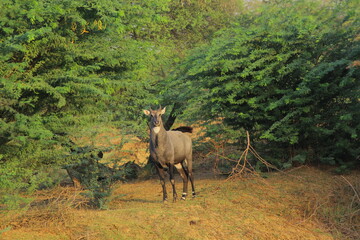 Naklejka na ściany i meble Young Nilgai ( Blue bull) standing in forest in India 